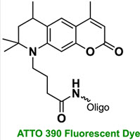 Bio-Synthesis Inc. Oligo Structure